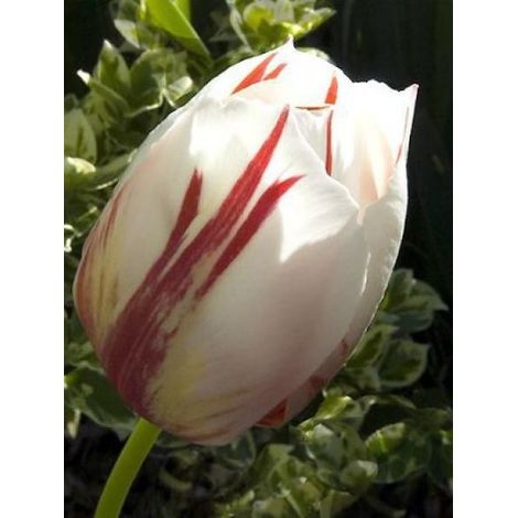 Tulipe triomphe 'Happy Generation' Bulbe calibre 12+ (par 10) (1/3)