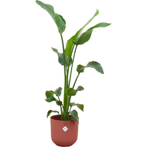 Strelitzia Nicolai Plante d'Intérieur avec Pot Round Rouge Ø23 cm Hauteur 100 cm - PANGIVO