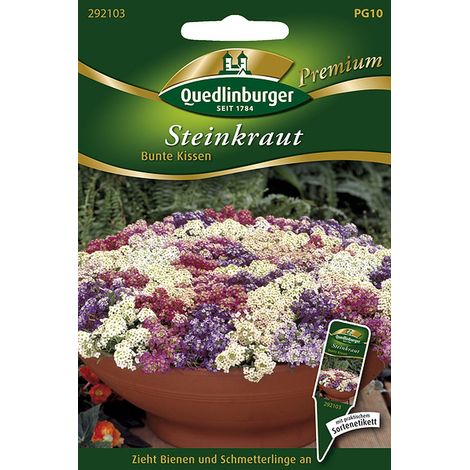 Quedlinburger Saatgut – Alysse odorante « bunte Kissen » – Graines de fleurs, mélange de couleurs, 15 cm