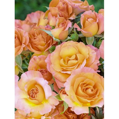 Rosier à fleurs groupées 'Message d'espoir' Racines nues en motte (1/2)