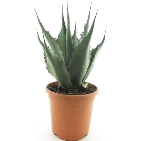Bloomique - Agave Havardiana - Plante de Jardin - Rustique - Hauteur 30-40 cm - Pot 26 cm (1/5)