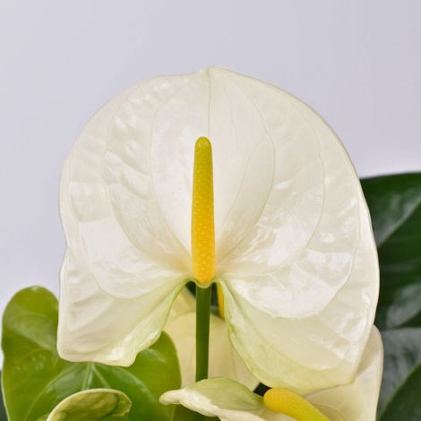 Gardenaria Anthurium andreanum 'White success' - Pianta da interno ornamentale - Altezza: 50 cm (vaso 14)