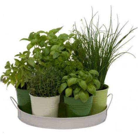 Plateau 7 herbes aromatiques – Basilic classique, basilic citron, ciboulette, coriandre, persil plat, persil frisé, thym – Diamètre 27 cm – Florex