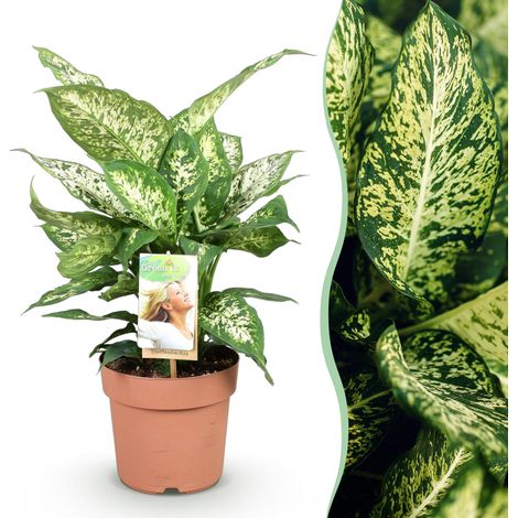 Dieffenbachia Compacta Plante d'Intérieur Feuillage Panaché Vert et Crème Pot 17 cm 45-50 cm - PANGIVO (1/5)