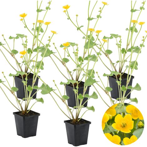 Bloomique - Lot de 6 - Caltha Palustris - Populage des marais - Plantes de bassin - Rustique - Hauteur 15-25 cm - Pot 9 cm