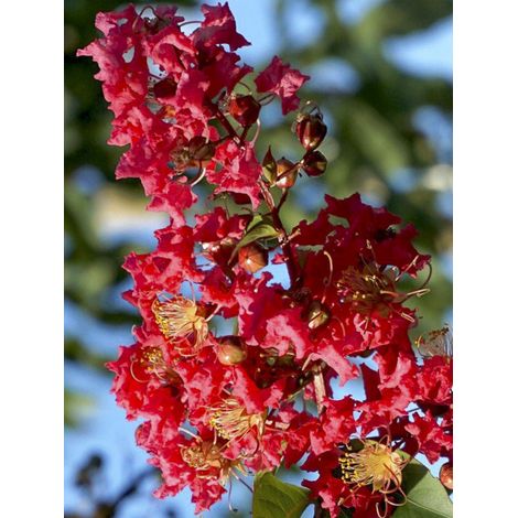 Lilas des Indes 'Summer Charm Tuscarora ' Pot de 3L/4L (1/2)
