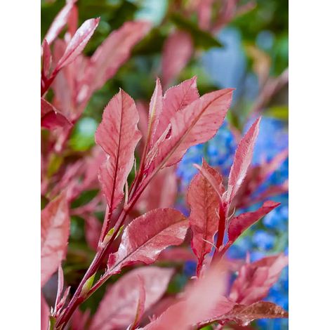 Photinia 'Little Fenna' Pot de 2L/3L (1/2)