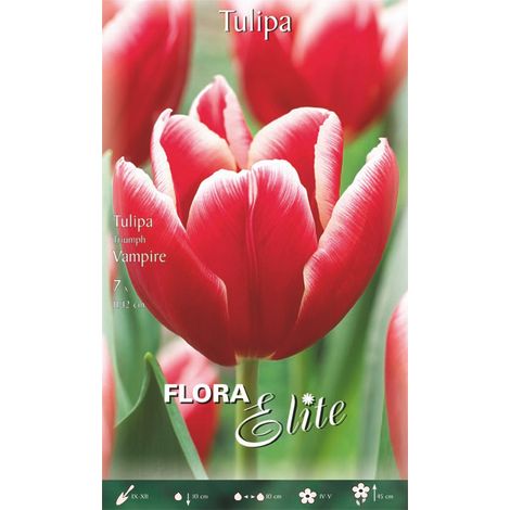 TULIPANO TRIUMPH VAMPIRE (CONFEZIONE DA 7 BULBI)