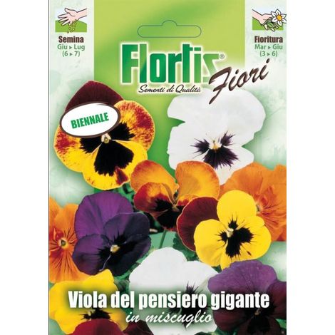 VIOLA PENSIERO GIGANTE MIX