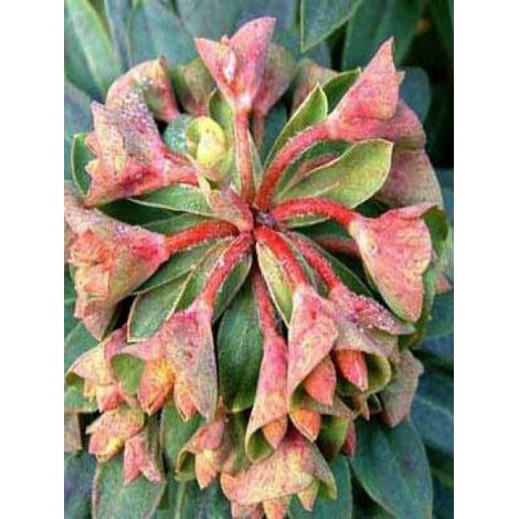 Euphorbe 'Redwing' Godet de 8/9 cm (1/3)