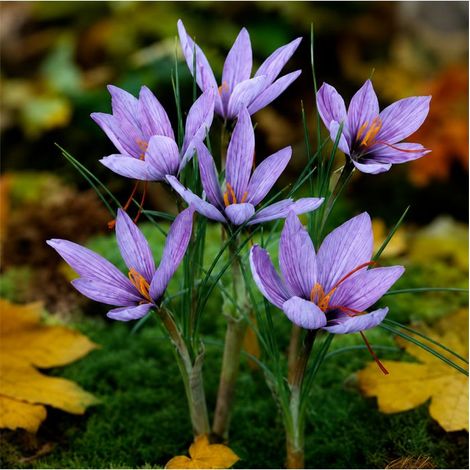 Crocus Sativus Safran Sgaravatti 10 bulbes lilas, à planter en fin d'été pour produire du safran - 692024 (1/3)