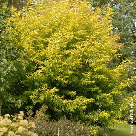 Saule de Sakhaline Golden Sunshine, Salix/Pot de 5L - Touffe