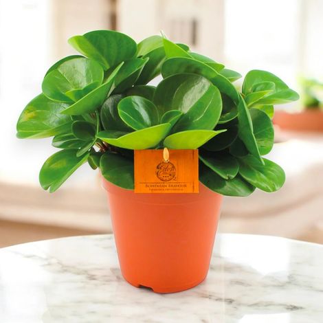 Gardenaria Peperomia obtusifolia 'Green gold' - Pianta da interno ornamentale - Altezza: 25 cm (vaso 15) (1/5)