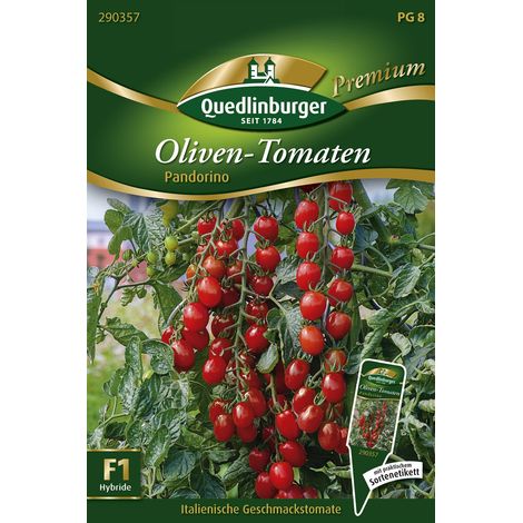 Quedlinburger Saatgut – Tomate olive Pandorino – Graines de légumes, fruits de 15-20 g, originaire d'Italie (1/2)