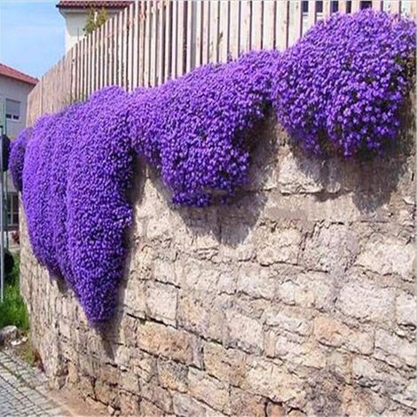 10000 graines de thym violet vif – Plante colorée pour jardin et pots, attire abeilles et papillons, entretien facile