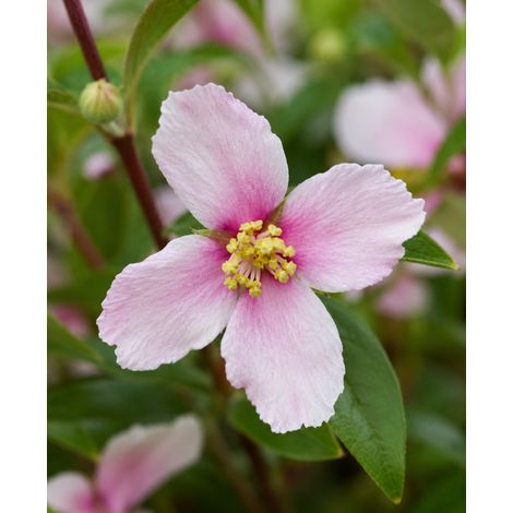 Gardenaria Filadelfo - Philadelphus 'Petite Perfume Pink' - Arbusto ornamentale da giardino - Altezza: 40/60 cm (vaso19) (1/3)