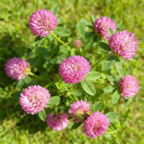 Semences de Trèfle Rouge 500g (15–20 m²) – Enrobées et Inoculées – Haute Germination – Sol Fertile et Azote (1/5)