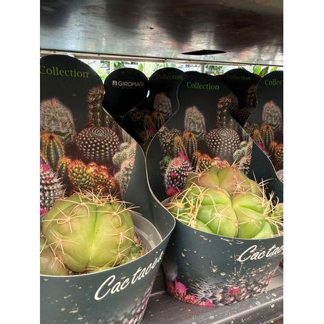 Puna incahuasi vaso 14 cm – Raro cactus