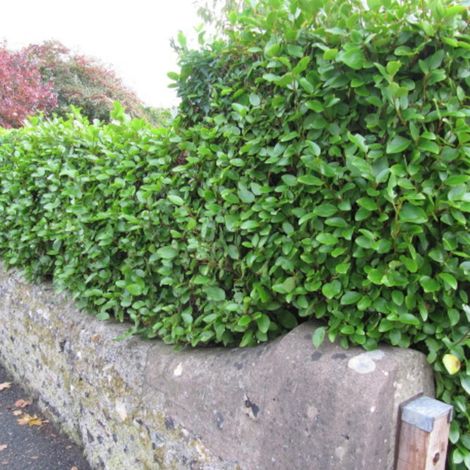 Griseline Redge, Griselinia/Pot de 4L - 40/60 cm