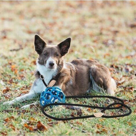 1.5 m Laisse de Chien en Nylon, Noir Corde Laisse Chien, Laisse Chien Corde, Laisse Dressage Chien, Laisse Coulissante, Laisse Lasso pour Chien, Collier Laisse Chien pour Petits et Moyens Chiens (1/3)