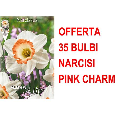 OFFERTA 35 BULBI NARCISO LARGE CUPPED FLOWER PINK CHARM BULBS BULBES