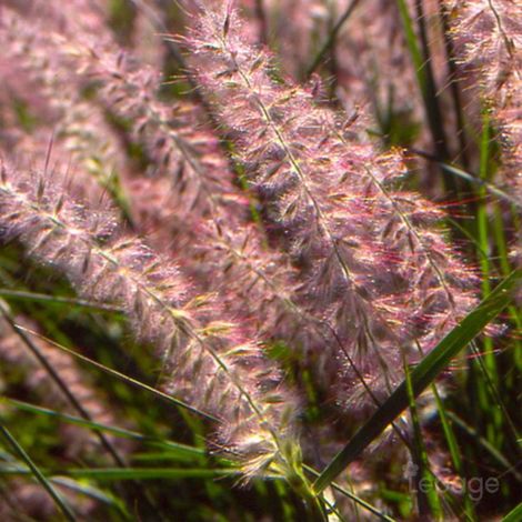 3 Herbes Aux Écouvillons Orientales (Pennisetum Orientalis)