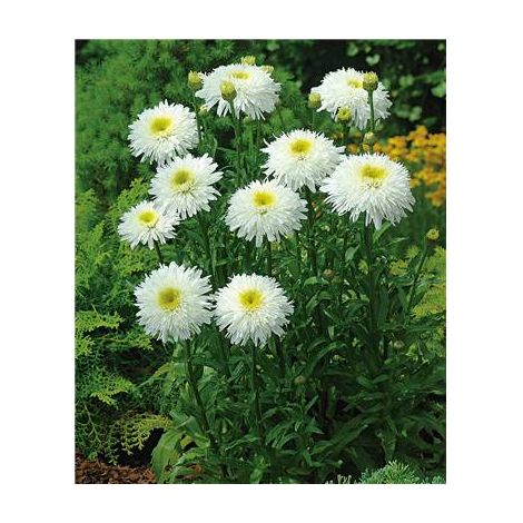 LEUCANTHEMUM DOUBLE - 3 GODETS - PLANTE VIVACE
