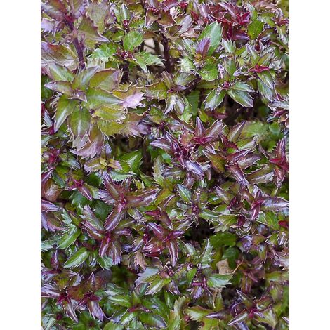 Houx nain 'Little Rascal' Pot de 3L/4L (1/3)