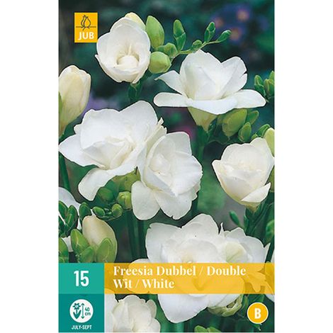 15 FREESIAS DOUBLES BLANCS