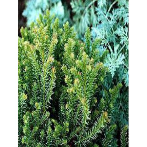 Cèdre du Japon 'Vilmoriniana' Pot de 2L/3L (1/3)
