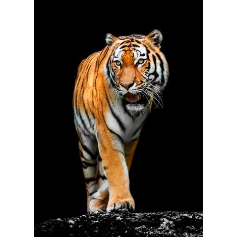 Tableau sur toile tigre précieux 30x45 cm - Impression sur Toile Murale Décorative - Image imprimée en HD sur Toile - Toile sur Châssis en Bois FSC - Fabriqué en France (1/5)