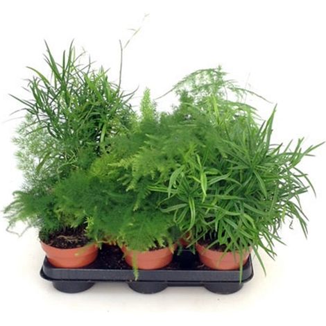 Pack de 6 Asparagus Esparragueras Mix en Maceta de M12
