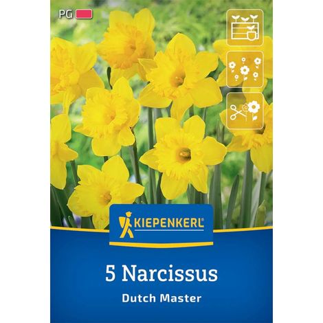 Kiepenkerl Herbstblumenzwiebel Trompeten-Narzisse Dutch Master 5 Stück (1/2)