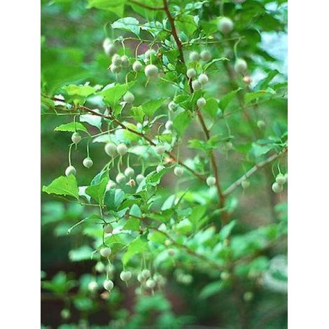 Styrax japonica Pot de 3L/4L (1/5)