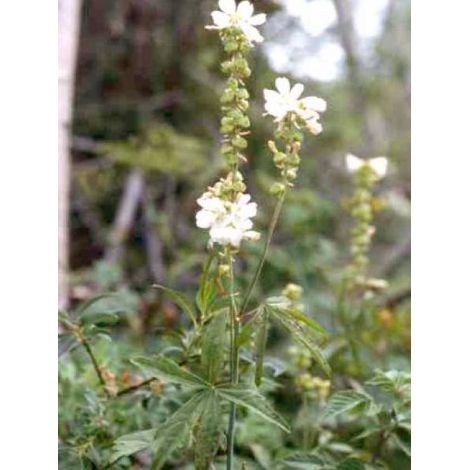 Sidalcea candida Godet de 8/9 cm (1/3)