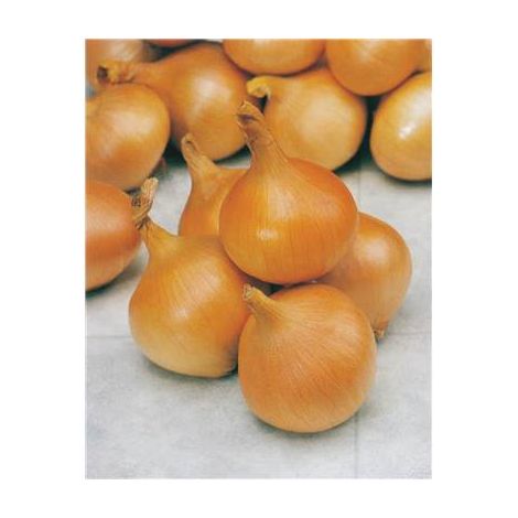 OIGNON DE MULHOUSE TYPE AUXONNE - 10 G