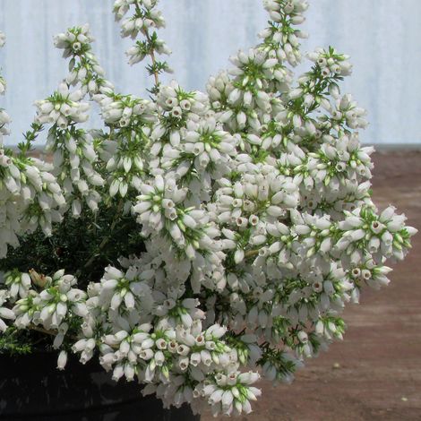 Bruyère cendrée 'Alba' Pot de 10 cm/11cm (1/2)