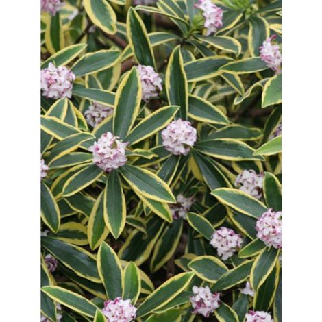 Bois-joli odorant Mariani® 'rogbret' Pot de 2L/3L (1/2)