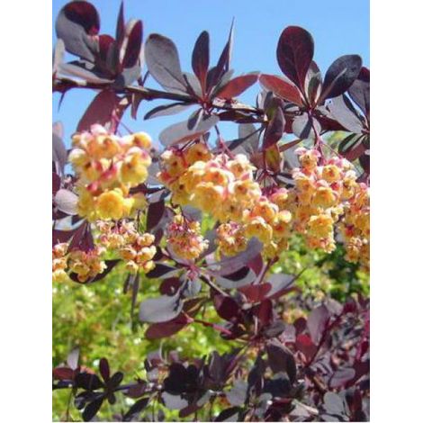 Épine-vinette 'Auricoma' Pot de 3L/4L (1/4)