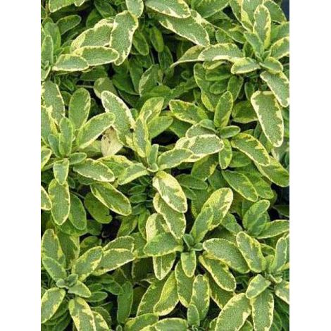 Sauge officinale 'Aurea' Godet de 7/8 cm (1/2)