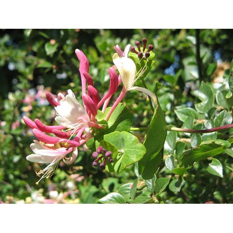 LONICERA CAPRIFOGLIO CAPRIFOLIUM IN VASO 17CM