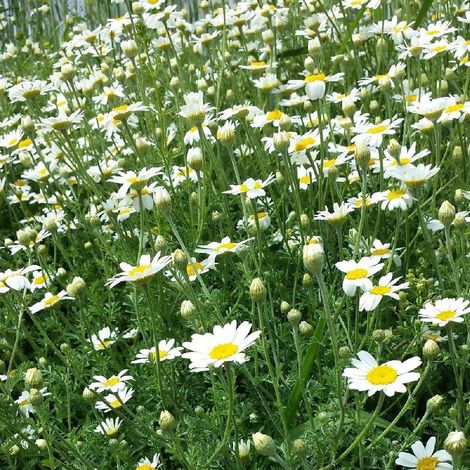 Camomille des monts | Conditionnement: Lot de 9 godets