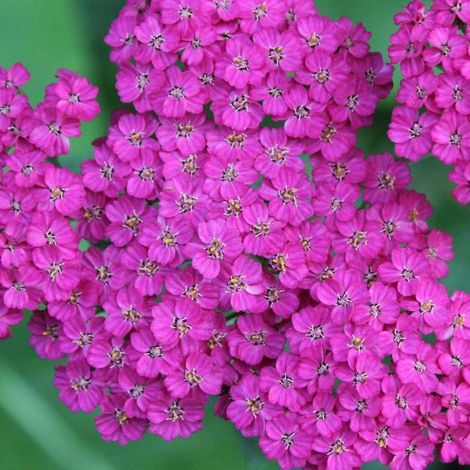 Achillée millefeuille Cerise Queen/Godet (1/3)