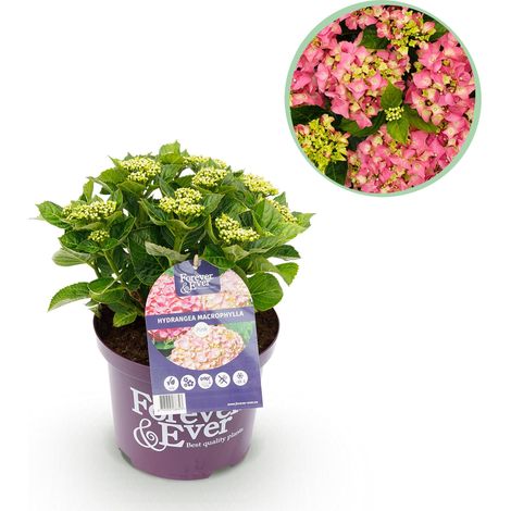 Hortensia Rose Hydrangea macrophylla Forever & Ever - Plante de Jardin et Terrasse - Pot 23cm H55cm - PANGIVO (1/5)