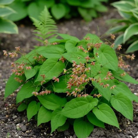 Fleur des Elfes cantabrigiense, Epimedium/Lot de 5 godets