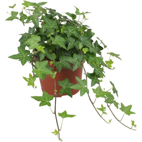 Edera comune "Hedera Hibernica" 3 piante rampicanti sempreverdi in vaso  9 cm (1/5)