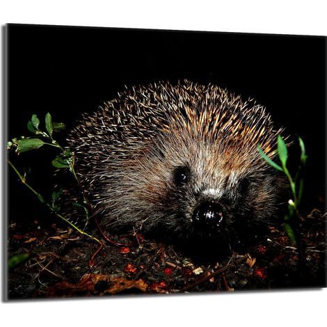 Glasschutzplatte für den Herd 60x52 Igel