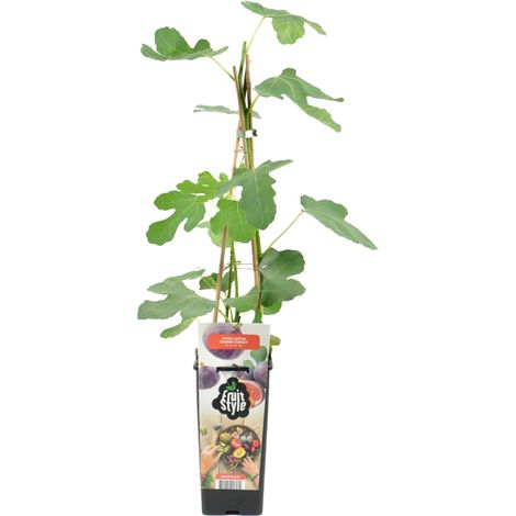 Bloomique - Ficus Carica 'Brown Turkey' - Figuier - Arbres fruitiers - Plantes de jardin - Résistant à l'hiver - Pot 14 cm - Hauteur 60-70cm (1/5)