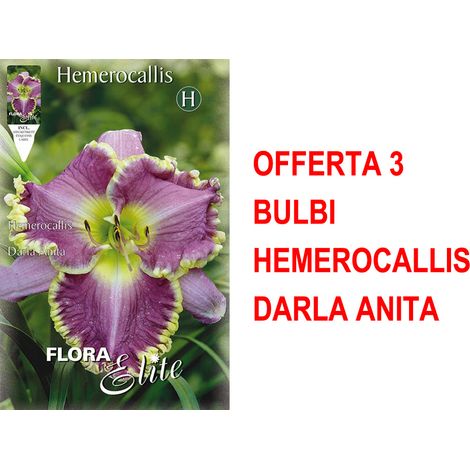BULBI PRIMAVERILI OFFERTA 3 BULBI HEMEROCALLIS DARLA ANITA BULBS BULBES