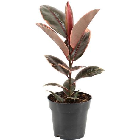 Ficus Elastica Belize plante d’intérieur feuillage brillant pot 17 cm hauteur 55 cm - PANGIVO (1/4)